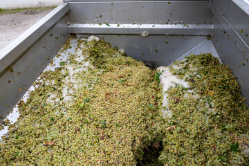 Works at distillery. Harvest time in Cognac white wine region, Charente, crushing and pressing of...