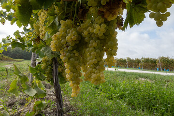 Harvest time in Cognac white wine region, Charente, vineyards with rows of ripe ready to harvest...