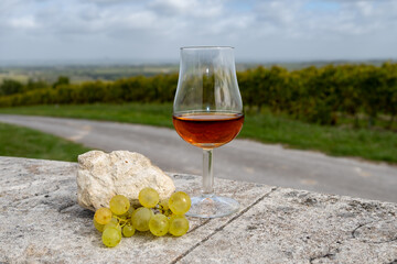 Tasting of Cognac strong alcohol drink in Cognac region, Charente with ripe ready to harvest ugni...