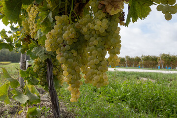 Harvest time in Cognac white wine region, Charente, vineyards with rows of ripe ready to harvest...