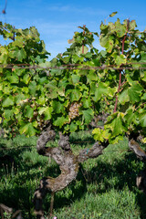 Ripe ready to harvest Semillon white grape on Sauternes vineyards in Barsac village affected by Botrytis cinerea noble rot, making of sweet dessert Sauternes wines in Bordeaux, France