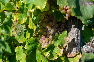 Ripe ready to harvest Semillon white grape on Sauternes vineyards in Barsac village affected by...
