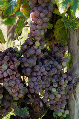 Ripe ready to harvest Semillon white grape on Sauternes vineyards in Barsac village affected by Botrytis cinerea noble rot, making of sweet dessert Sauternes wines in Bordeaux, France