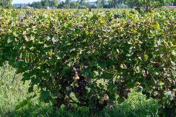 Fototapeta premium Ripe ready to harvest Semillon white grape on Sauternes vineyards in Barsac village affected by Botrytis cinerea noble rot, making of sweet dessert Sauternes wines in Bordeaux, France