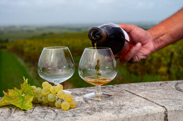 Tasting of Cognac strong alcohol drink in Cognac region, Charente with rows of ripe ready to...