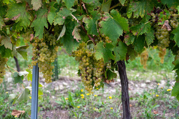 Harvest time in Cognac white wine region, Charente, ripe ready to harvest ugni blanc grape uses for Cognac strong spirits distillation, France