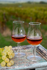 Tasting of Cognac strong alcohol drink in Cognac region, Charente with rows of ripe ready to harvest ugni blanc grape on background uses for spirits distillation, France