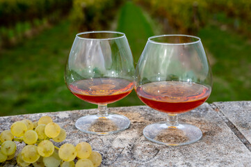 Tasting of Cognac strong alcohol drink in Cognac region, Charente with rows of ripe ready to...