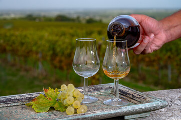 Tasting of Cognac strong alcohol drink in Cognac region, Charente with rows of ripe ready to...