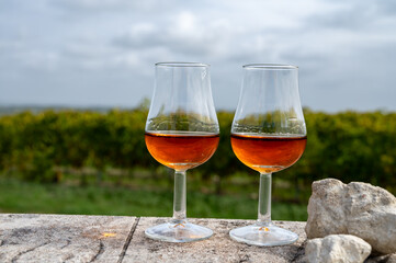 Tasting of Cognac strong alcohol drink in Cognac region, Charente with rows of ripe ready to harvest ugni blanc grape on background uses for spirits distillation, France