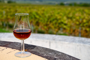 Tasting of Cognac strong alcohol drink in Cognac region, Charente with rows of ripe ready to...