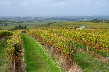 Harvest time in Cognac white wine region, Charente, vineyards with rows of ripe ready to harvest ugni blanc grape uses for Cognac strong spirits distillation, France