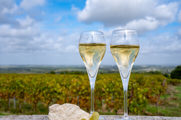 Tasting of grand cru sparkling white wine with bubbles champagne on chardonnay vineyards in Avize,  grand cru wine producer small village, Cote des Blancs, Champagne, France