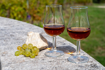 Tasting of Cognac strong alcohol drink in Cognac region, Charente with rows of ripe ready to...