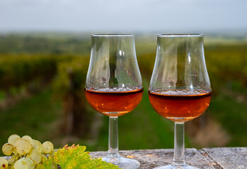 Tasting of Cognac strong alcohol drink in Cognac region, Charente with rows of ripe ready to harvest ugni blanc grape on background uses for spirits distillation, France