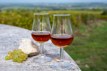 Tasting of Cognac strong alcohol drink in Cognac region, Charente with rows of ripe ready to...
