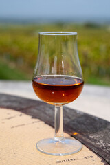 Tasting of Cognac strong alcohol drink in Cognac region, Charente with rows of ripe ready to harvest ugni blanc grape on background uses for spirits distillation, France