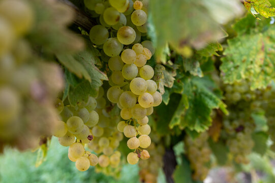 Harvest time in Cognac white wine region, Charente, ripe ready to harvest ugni blanc grape uses for Cognac strong spirits distillation, France
