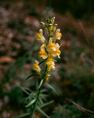 Yellow autumn wildflowers blooming along a trail