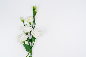 Naklejka na ściany i meble White roses on a white background.