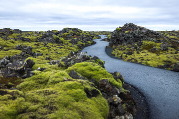 Fototapeta na wymiar mossy trail at the Blue Lagoon Hotel, Iceland