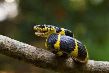 Boiga snake dendrophila yellow ringed, Head of Boiga dendrophila on nature background