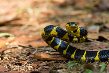 Boiga snake dendrophila yellow ringed, Head of Boiga dendrophila on nature background