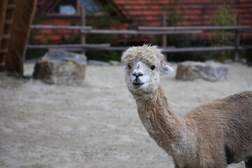 Llama alpaca in the zoo, fluffy and cute animal close up