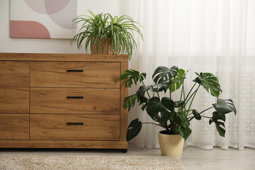 Room interior with green houseplants in pots and wooden dresser