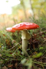 Fresh wild mushroom growing in forest, closeup