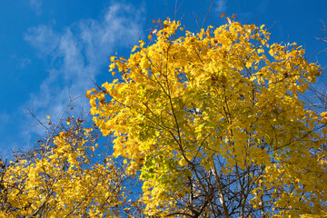 Fototapeta premium カエデ