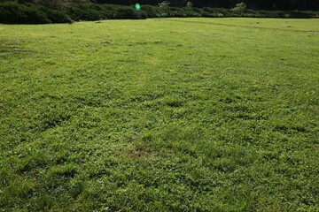 Beautiful lawn with vibrant green grass outdoors