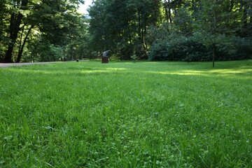 Fototapeta na wymiar Beautiful fresh green grass on sunny day