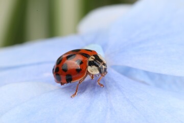 Ladybug on beautiful hydrangea flower, macro view