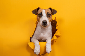Licking jack russell terrier comes out of a paper orange background tearing it. 