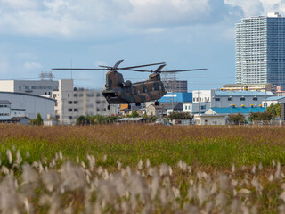 八尾駐屯地に着陸するCH-47JAチヌーク