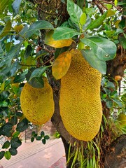 Jackfruit on the tree in the garden,Thailand,Asia