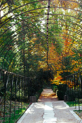 A black metal arch in a garden. A tunnel, path, walkway goes far into a depths of a park. Green and yellow fall vegetation on a fall day. Trees with yellow foliage. Lonely path dawn in a perspective.
