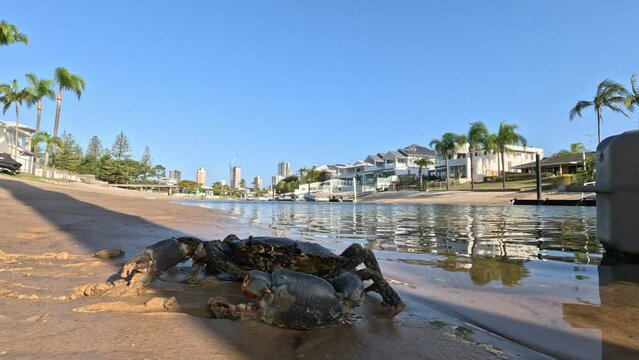Close up of a mud crab walking on the beach and entering the shallow water