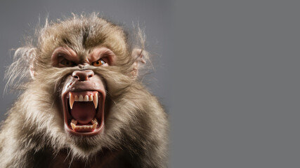Angry monkey open mouth ready to attack isolated on gray background