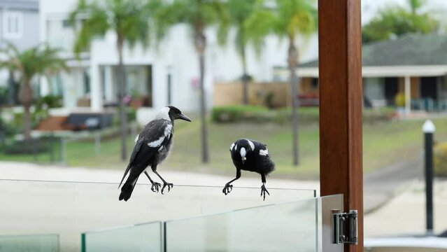 Three magpie birds patiently waiting to be fed by a human.