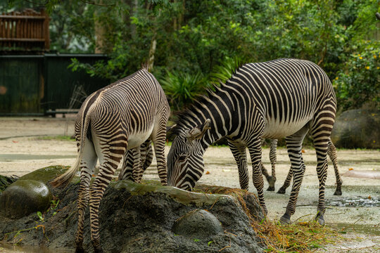 Beautiful zebra animals are eating grass, mother and child zebras