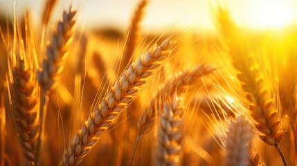Wheat field Ears of golden wheat close up. Beautiful nature sunset landscape. Generative AI.