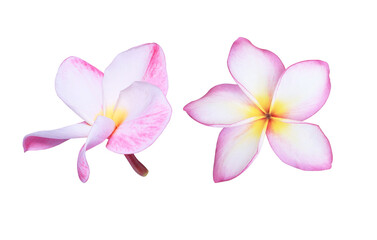 Plumeria or Frangipani or Temple tree flower. Collection single pink-yellow frangipani flowers isolated on transparent background.