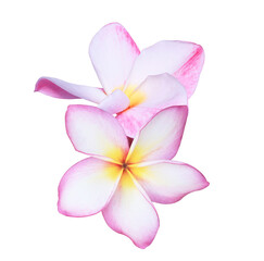 Plumeria or Frangipani or Temple tree flower. Close up pink-white frangipani flowers bouquet isolated on transparent background.