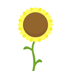Cute sunflower on a white isolated background in cartoon style vector illustration 