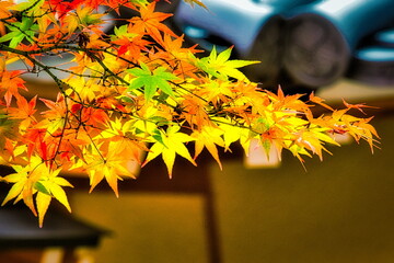 秋が深まるとお寺の境内は紅葉で赤く染まります