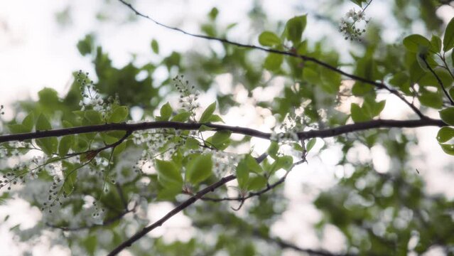 White flowers of hackberry tree blooming in spring. Slow motion. 
