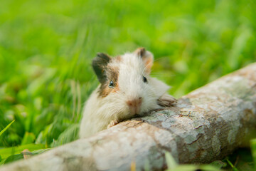 Little guinea pig outdoors in summer. blurred background