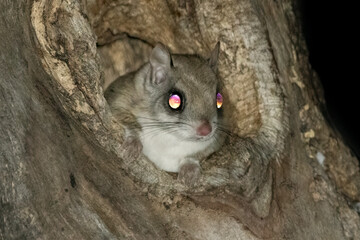 Eyes of the Southern Flying Squirrel (Glaucomys volans) are highly reflective. Typical of nocturnal...